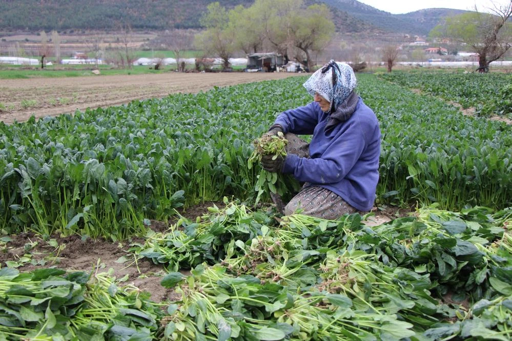 Patates ve soğandan sonra çiftçiden "ıspanak" çağrısı